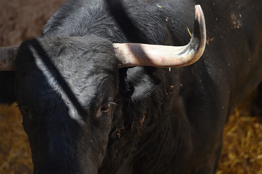 Mountain Biker Gets Absolutely Wrecked By A Charging Bull Who Sends Him Flying