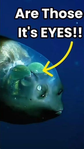 This Fish Has a Transparent Head (Not CGI) #DeepSea #OceanFacts #didyouknow