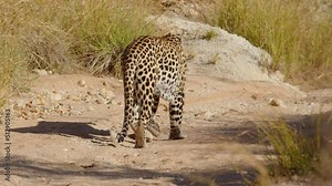 closeup of wild leopard face closeup walking in the forest. male leopard walks with tail curled. Amazing scene on safari watching wild animals. Concept of wildlife, nature, africa. Cinematic short