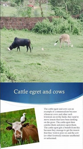 Commensalism in Nature | Cow & ergate Relationship Explained in 30 Seconds! #shorts
