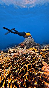 2.4K views | INTRO TO FREEDIVING | GENTRY FREEDIVING | COLOR GRADING BY NARZ VISUALS #narzmoriavisuals #travelvlogsphilippines #gentryfreediving #colorgradingbynarzvisuals @topfans | Travel Vlogs Philippines | Facebook