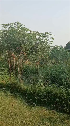 40 Decimals Land for Sale Near Nkumba University