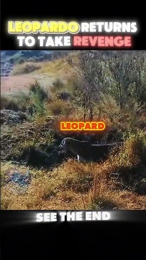 The Hunter Becomes the Hunted Cheetah vs Leopard! 🐆