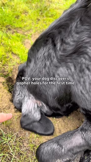 real life barn hunt😂 • Anchy had the most fun learning all about gopher holes from his friends last week when we visited @myadventuretails @worthyofwild 🧡🐿️ | Retrieversonthego