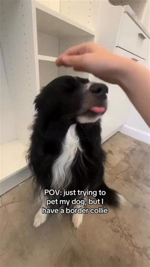 My border collie is obsessed with giving kisses🤭 He’s so affectionate, glued to my hip, & a complete mama’s boy🥺❤️ I love this breed so much - being loved by a border collie changes you in ways you’d never imagine (for the better of course)! I can’t even pet him without getting a kiss - he makes the rules here and I just follow🤷‍♀️ Is your dog a kisser too? For Auzzy, it’s his way of releasing stress & anxiety🥹❤️ #dogkiss #dogkisses #dogkissesarethebest #anxiousdog #anxiousdogs #anxiousdogso