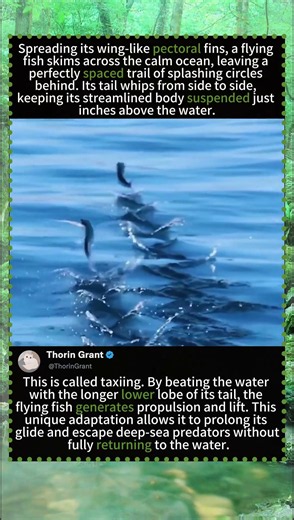 Epic Flying Fish: The Best Glider in the Ocean#animals #funny #fyp #fouyou