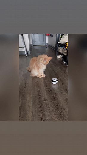 245K views · 4.3K reactions | Sometimes my pawrents can’t find me &...