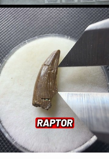 Identifying Dinosaur Teeth: A Guide to Tyrannosaur and Dromeosaur