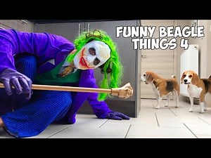BEAGLES being Cute & Funny Compilation : Must See!