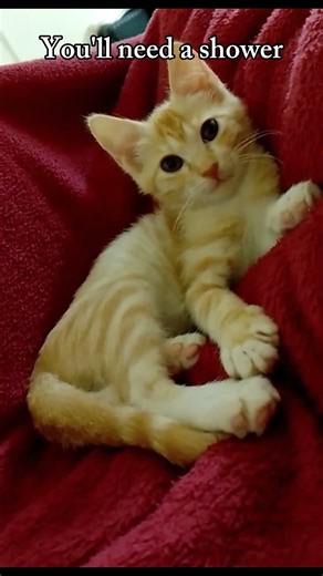 My neeko is growing now 😼 #catvideos #cat #orangecat