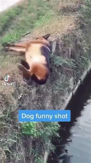 Epic Dog Fails Compilation 🐶😂 | Funniest Puppy Moments Ever!