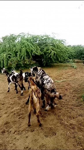 Funny Goat Meeting Donkey | Cute Animal Encounter