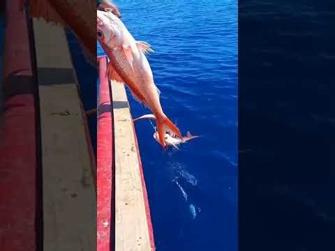 MASSIVE CATCH AT SEA TODAY/ SOME BIG RED SNAPPER HOOK UP ON THE LINE! #FISHING
