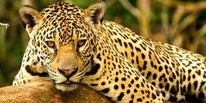 Can You Guess The Animal From Its Pattern?