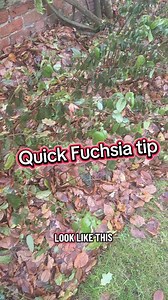 How to look after your fuchsia over the winter #gardeningtips #gardeninghacks #flowerbeds | Gardening and Foraging uk