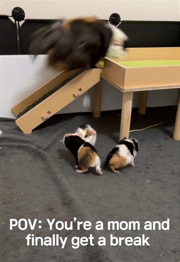 Adorable Baby Guinea Pigs Playing Together