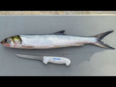 BEST Way to Clean Ladyfish!