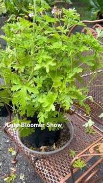 Potting up #citronella in the rain! 🪴