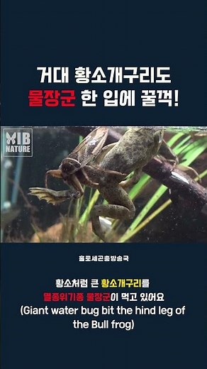 거대 황소개구리도 물장군 한 입에 꿀꺽 #멸종위기종 #물장군 #황소개구리 #동물 #insects #giantwaterbug #수서곤충 #외래종 #이강운 #홀로세생태보존연구소