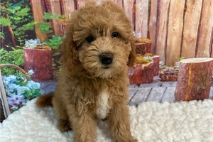 Sissy - Cavapoo Puppy A56A42