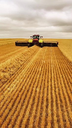 Windrowing barley 👏🏻 #barley #commodus #beer #windrowing #macdon #seaview #coastal #harvest #bigrows #rows #farmtok #yorkepeninsula #fyp #straightlines #gettingcloser