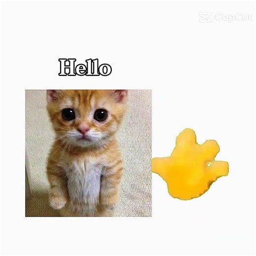 hello hello hello #cat bonito hello hello #yosoydelos7mil #umor #cute