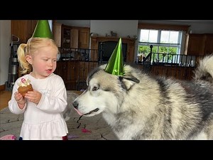 Adorable Baby Girl Sings Happy Birthday To Her Giant Wolf! (Cutest Ever!!)