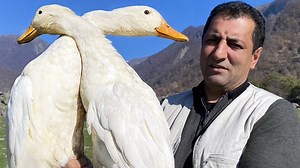 Very juicy duck meat cooked in the mountains! It's just delicious and a great recipe for the outdoors! | Wilderness Cooking