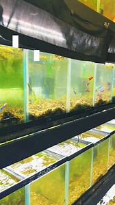 New, high grade betta fish are here! 🥰🥰 #betta #femalebetta Open today! 12-8pm 5575 Elmwood ave suite a (back building) You have to see the newest fish store in Indianapolis Indiana! #fishtok #fishtiltok #fyp #fishtank #indianapolisindiana📍 #fishtankindiana #fishtanksoftiktok #fishtanks #fishtanksoftiktok #fishtanksoftiktok🐠 #fishtoks #betta #ricefish #foryou #foryoupage #foryoupage❤️❤️ #fyppppppppppppppppppppppp #fypage #fypシ゚viral #fypp #fyppp | Fish Happens Indy - Aquarium and Plant shop