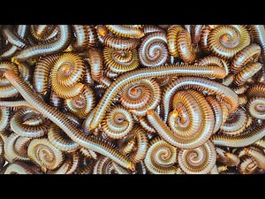 Exploring the Secret Life of Red Millipedes | Giant Red Millipede Found in My Garden!