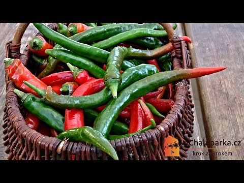 Jak pěstovat papriky kozí rohy ze semen. Capsicum annuum