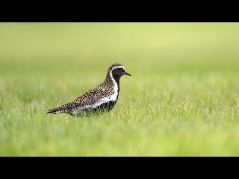 European Golden Plover (Pluvialis apricaria) - Piviere dorato