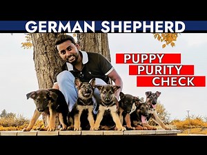 How to check German Shepherd Puppy Purity (Pure / Mix) Hindi | जर्मन शेफर्ड लेने से पहले जरूर देखें