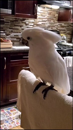 #sweet, #cute #sassy #precious #penny #Cockatoo #cockatoosoftiktok #foryoupage #parrotsoftiktok #