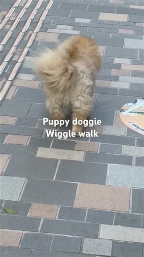 Doggie browny wiggle walking boardwalk #dogpetanimal #dogpetlovers #viralshort#ytshortvideo
