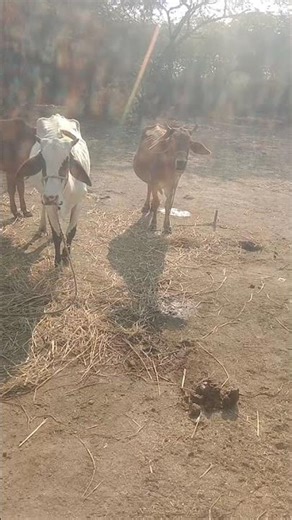 cross breed #animal #ytshorts #cow #animal care& breeding