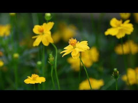 Beautiful Yellow Wildflowers in Nature 🌼 | Relaxing Cinematic Nature Video (4K)