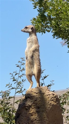 Meerkat Sentinel On Guard