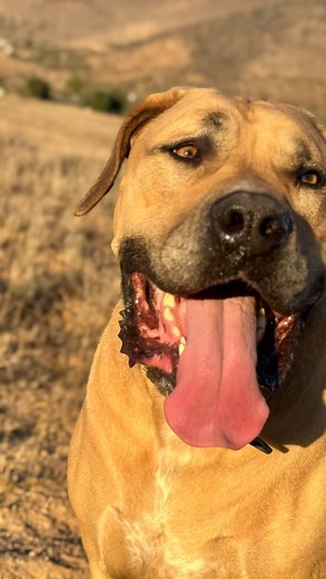 3.1K views · 94 reactions | Happiness isn’t something you earn, it’s something you uncover. Every step beside your dog isn’t about training them—it’s about remembering who you are. The version of you they already see. The one at peace in the silence, grounded in the moment, walking toward something real- K9 Intuition | K9 Intuition | Facebook