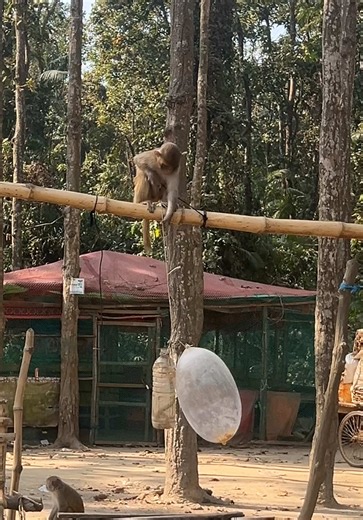 Monkey baby much talented 😂 #globalmonkeytv #forest #animals #wildlife #monkey