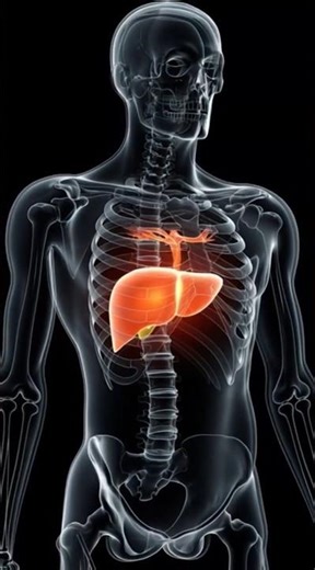 The Liver Explained: The Silent Organ That Keeps You Alive #seniorhealth #liver