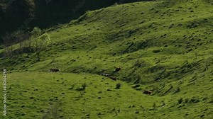 Cows 4K video. Aerial video with herd of cows while feeding with grass from a green hill mountain landscape. Eco way to raise cows, fresh and bio milk. Concept video for eco farming.