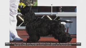 American Cocker Spaniel: Pros and Cons of This Charming Breed