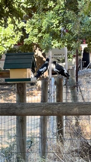 I Love Magpies! When I hear a magpie sing, I instantly think and feel “ Australia” 🇦🇺 ￼There is nothing more Australian than the sound of magpies singing in the morning. We have a bunch of these guys who have lived with us for many magpie generations since we moved in on this property in 1999. Kookaburra’s? Yeah, they are right up there for being Aussie, but they are not native over here and they eat the small native birds. So magpies get my number one vote! The cool thing about magpies is tha