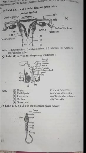Placenta, Female & Male Reproductive System – One Shot👉 “Biology Diagram = Full Marks!”