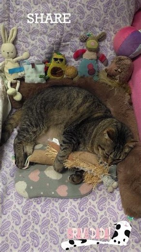 Grey Tabby Cat Relaxing & Sleeping 🐾 Tired Kitty Cat Holding His Toys 💤 #CatVideos #Cat #CatShorts