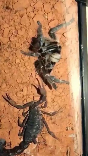 111K views · 585 reactions | #tiktok #foryou #katydid #insects #mantis | Insects wars | Facebook