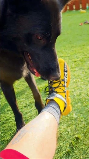 This dog was bred to destroy #malinois #k9 #military