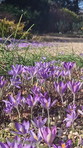 6.6K views · 357 reactions | Crocus tommasinianus- a welcome sight in the Gardens at this time of year and extremely popular with bees, as you can see. #rightplantrightplace #pollinatorfriendly | Beth Chatto's Plants & Gardens | Facebook