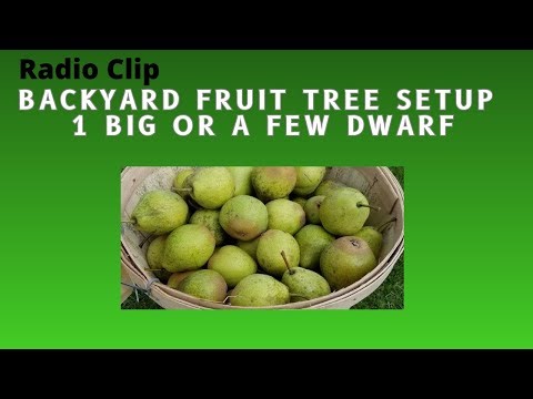 Best way to set up furit trees in the back yard - Radio clip